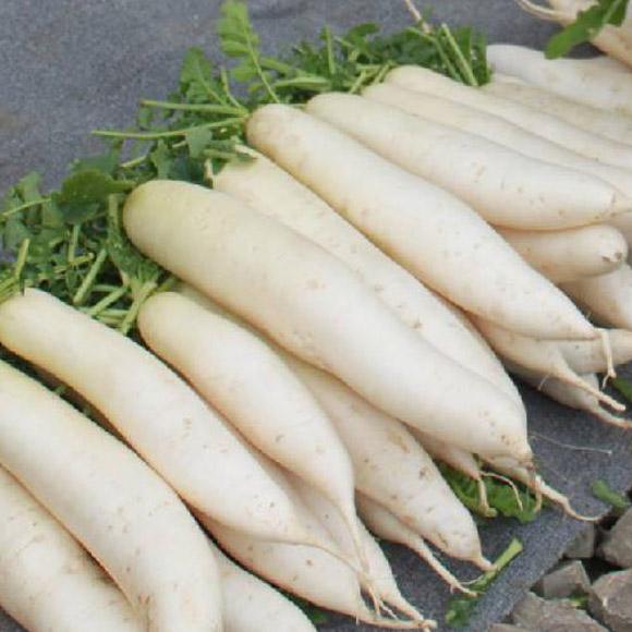 6月3日白蘿卜最新價(jià)格行情