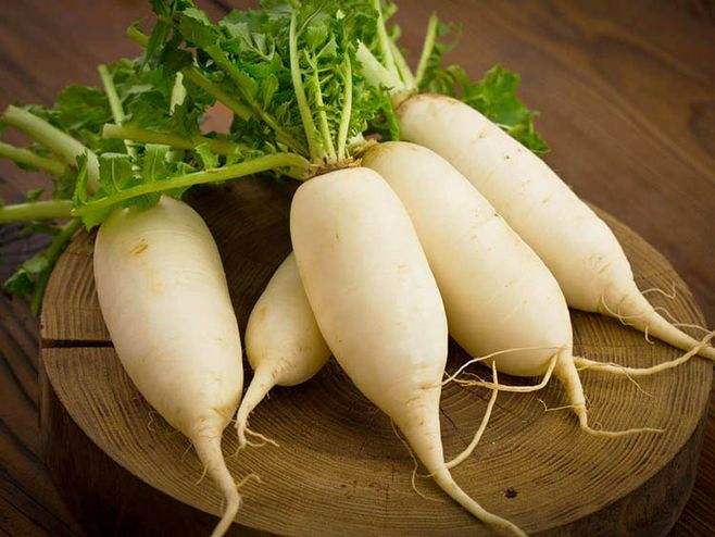 今天教大家如何種蘿卜