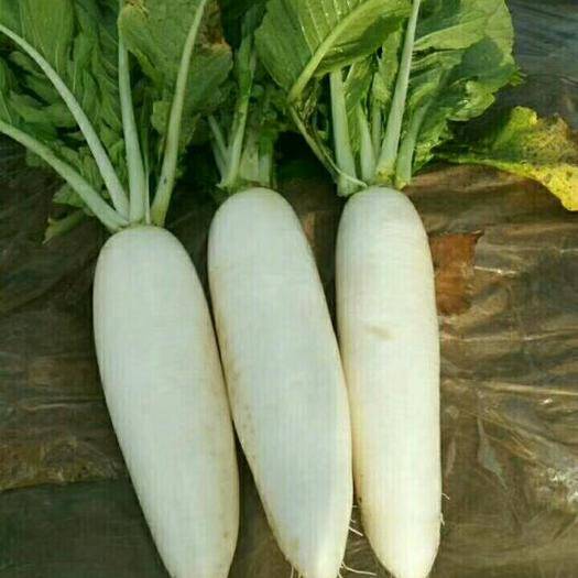 蘿卜種植技術 蘿卜種植技術