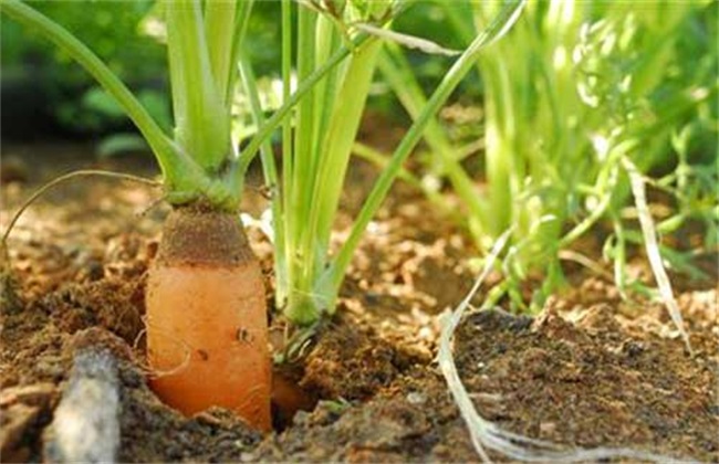 蘿卜種植技術(shù)
